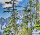 USA-WA-Alpine Lakes Wilderness Alpine fir trees with Central Cascade range in background Art Print